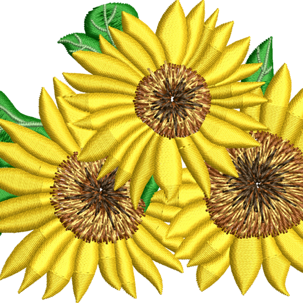 Çiçek 87f ayçiçeği