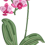 Orkide 3f pembe