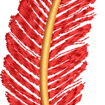Tüy 2f