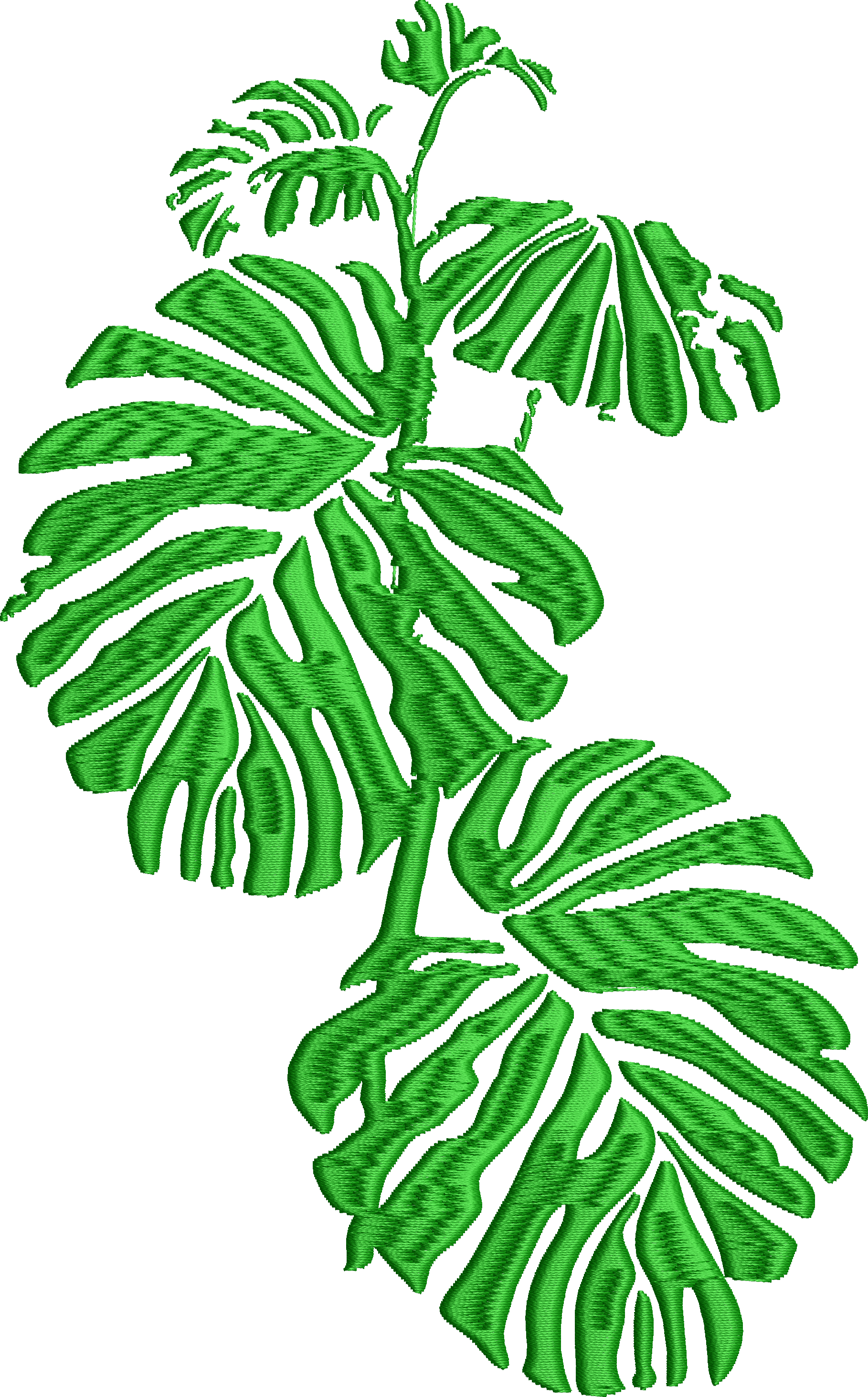 Yaprak 9f monstera